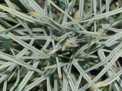 Aciphylla squarrosa squarrosa