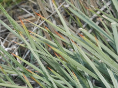 Aciphylla squarrosa squarrosa
