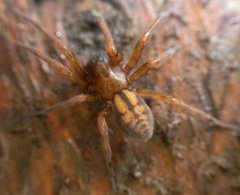 Callobius pictus