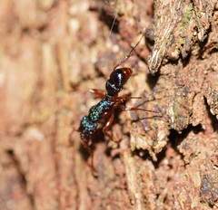 Rhytidoponera aspera