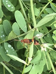 Compsocryptus texensis