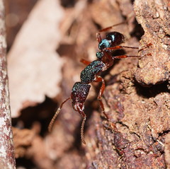 Rhytidoponera aspera