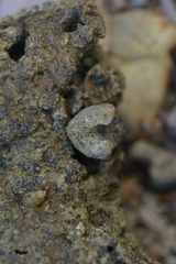 Lamarcka ventricosa