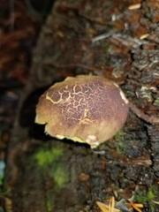 Aureoboletus mirabilis