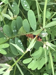 Compsocryptus texensis