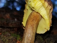 Aureoboletus mirabilis
