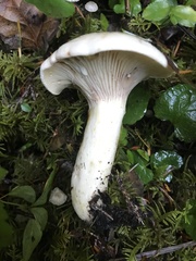 Lactarius pallescens