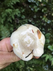 Lactarius pallescens