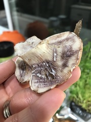 Lactarius pallescens