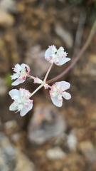 Xanthosia atkinsoniana