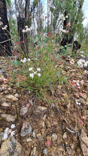 Image of Xanthosia atkinsoniana by no rights reserved