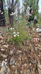 Xanthosia atkinsoniana
