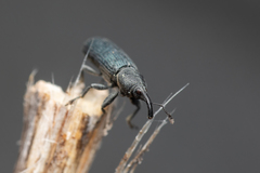 Mecinus janthiniformis
