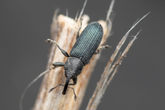 Mecinus janthiniformis