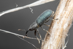 Mecinus janthiniformis