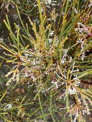 Hakea rostrata