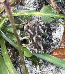 Scaphiopus holbrookii image