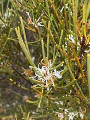Hakea rostrata