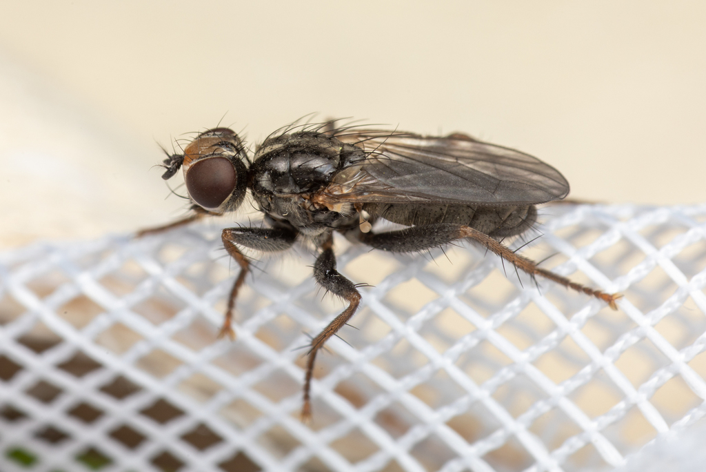 Cordilura latifrons