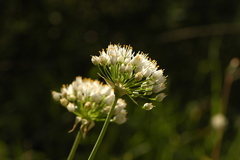 Allium subvillosum