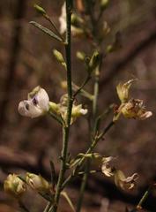 Psoralea glaucescens