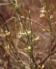 Psoralea glaucescens