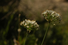 Allium subvillosum