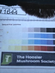 Psathyrella kauffmanii