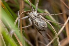 Rhysodromus histrio
