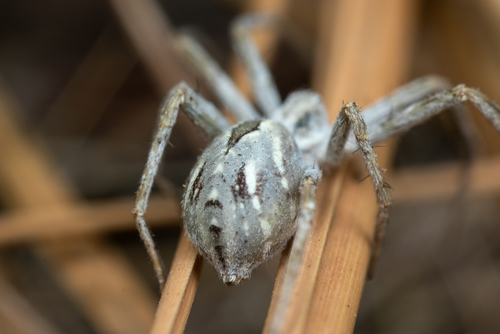 Attractive Running Crab Spider