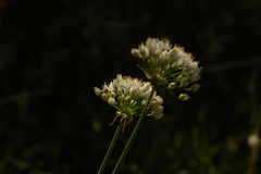 Allium subvillosum