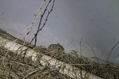 Perognathus