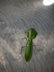 Choeradodis rhombicollis