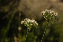 Allium subvillosum