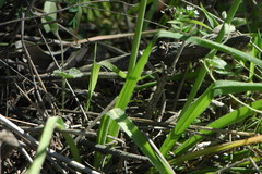 Allium subvillosum