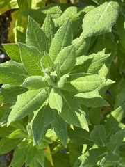 Apalochlamys spectabilis