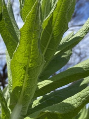 Apalochlamys spectabilis