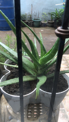 Aloe vera