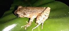 Leptobrachella arayai