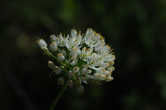 Allium subvillosum