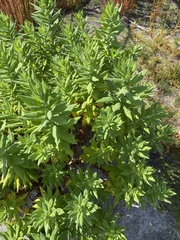 Apalochlamys spectabilis