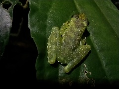 Staurois tuberilinguis