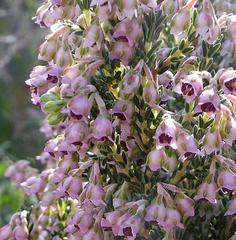 Erica lucida