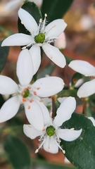 Philotheca trachyphylla