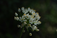 Allium subvillosum