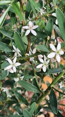 Philotheca trachyphylla