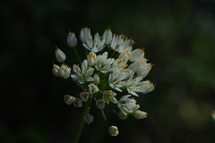 Allium subvillosum