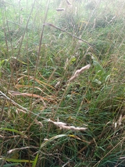 Dactylis glomerata glomerata