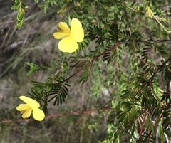 Gompholobium nitidum