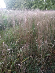 Dactylis glomerata glomerata